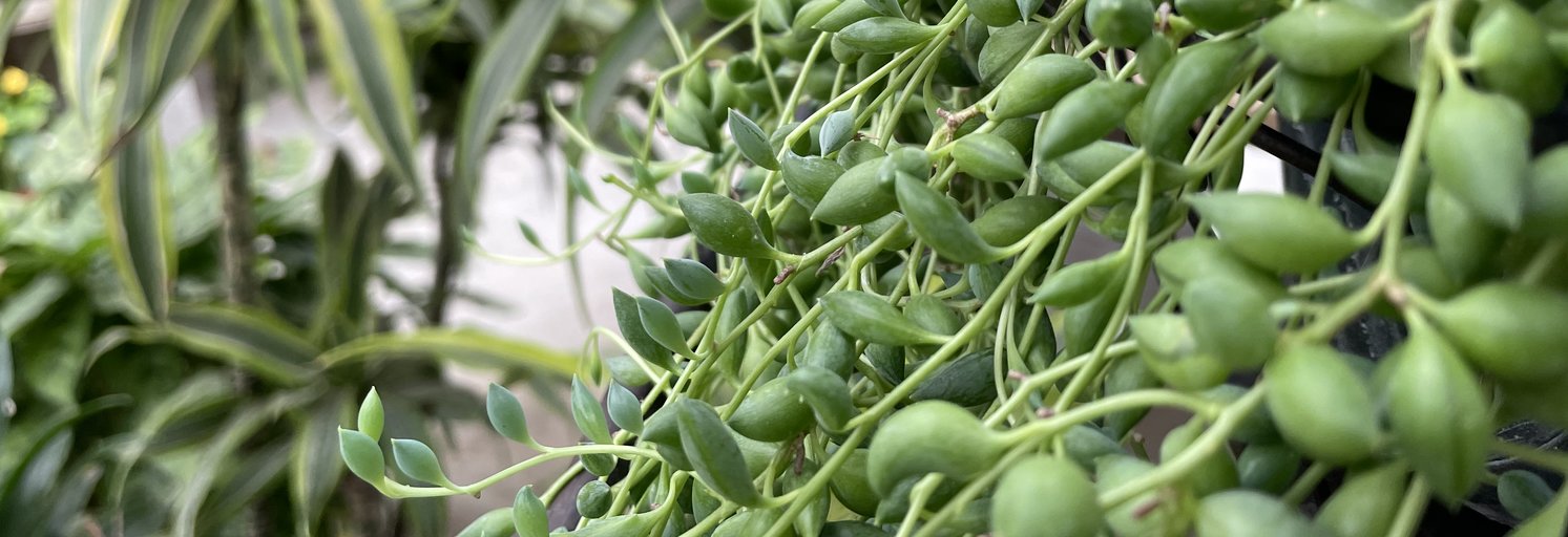 Tropicals Large Selection of Tropical Plants!