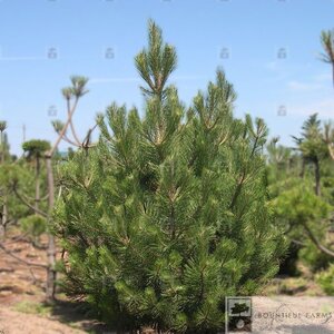 AUSTRIAN PINE 125 CM