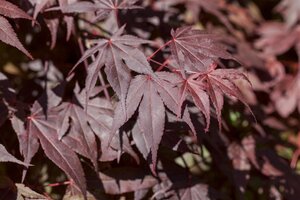 BLOODGOOD JAPANESE MAPLE 200CM (3 MONTH WARRANTY)