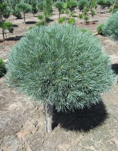 BLUE SHAG PINE 50CM STD