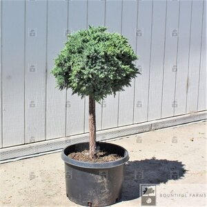 BLUE STAR JUNIPER STD