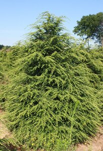 CANADIAN HEMLOCK 125 CM