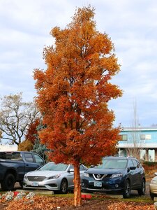 COPPER ROCKET PAPERBARK MAPLE 30MM