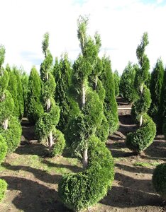 EMERALD CEDAR SPIRAL 125CM