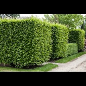 EUROPEAN HORNBEAM HEDGE 100CM