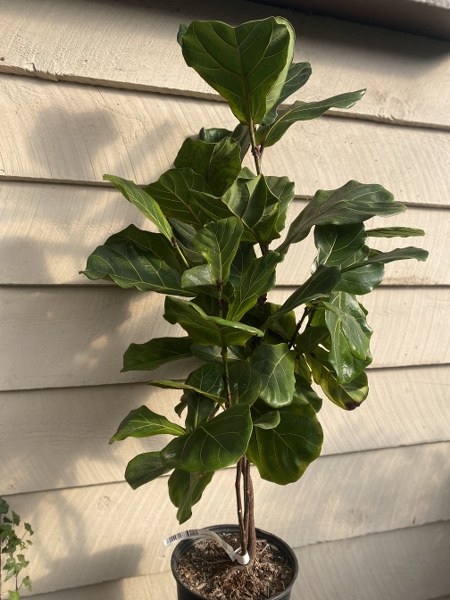 Ficus Lyrata 10"