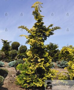 GOLDEN HINOKI CYPRESS 110 CM