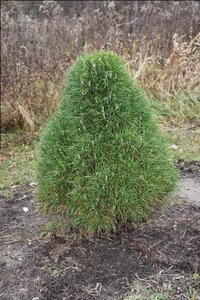 GREEN PENGUIN PINE 80CM