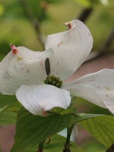JEANS APPALACHIAN SNOW DOGWOOD 200CM (FLORIDA)