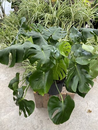 Monstera Philodendron 10"