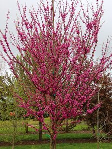 NORTHERN HERALD REDBUD 150 CM