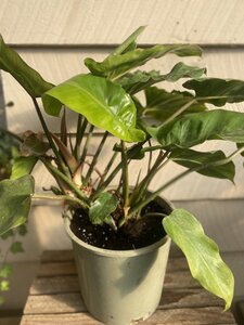 PHILODENDRON JUNGLE BOOGIE 10"
