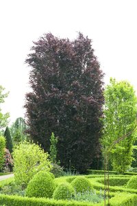 PURPLE BEECH 175 CM