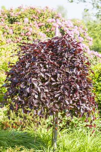 PURPLE WEEPING BEECH 150 CM