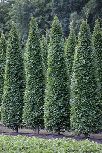 PYRAMIDAL HORNBEAM 40MM