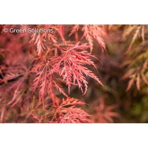 RED SELECT JAPANESE MAPLE 110CM