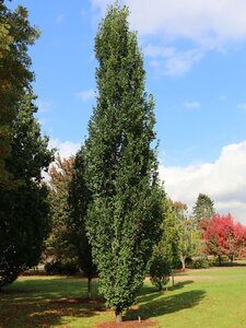 SKINNY GENES OAK 60MM