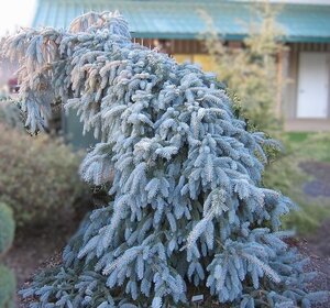 THE BLUE'S SPRUCE 200CM