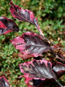TRICOLOUR BEECH 175CM