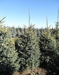 VARIEGATED BLACK SPRUCE 175CM