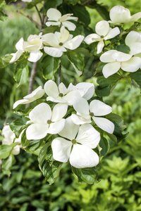 VENUS FLOWERING DOGWOOD 175 CM