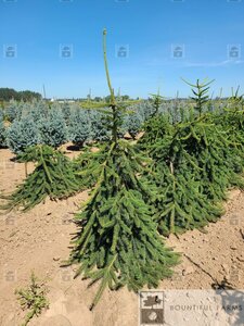 WEEPING NORWAY SPRUCE 150 CM