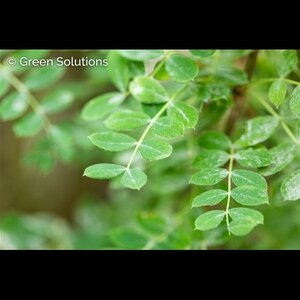 WEEPING PEASHRUB STD 120CM