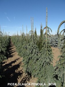 WEEPING WHITE SPRUCE 110CM