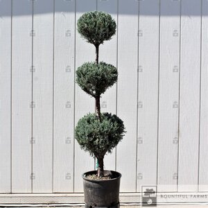 WICHITA BLUE JUNIPER 150CM POM