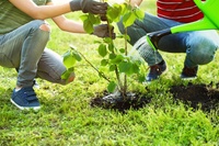 How to plant a tree