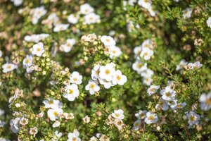 ABBOTSWOOD POTENTILLA 30 CM - image 2