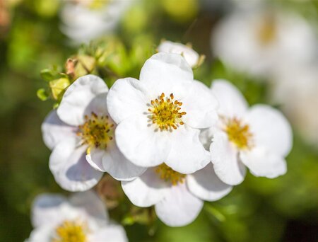 ABBOTSWOOD POTENTILLA 30 CM - image 3