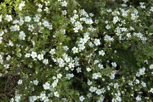 ABBOTSWOOD POTENTILLA 30 CM - image 6