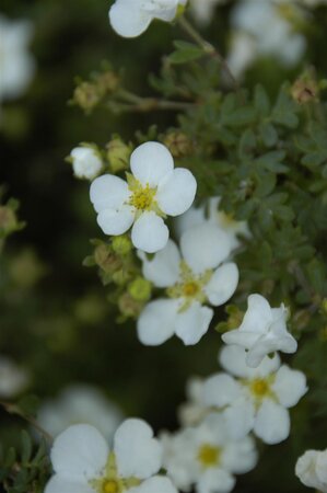 ABBOTSWOOD POTENTILLA 30 CM - image 5