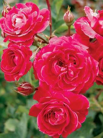 ALEXANDER MACKENZIE ROSE EXPLORER