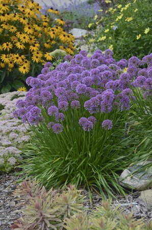 ALLIUM MILLENIUM 