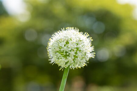 ALLIUM MOUNT EVEREST 1G - image 4