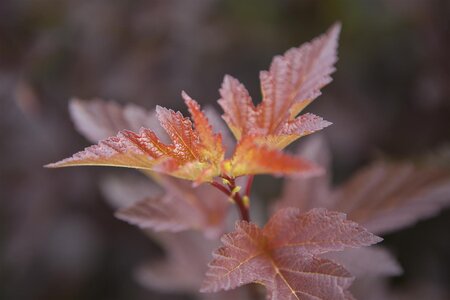 AMBER JUBILEE NINEBARK 50CM  - image 2