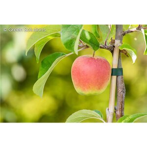 AMBROSIA APPLE SEM-DWARF (M9)