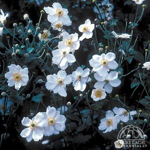 ANEMONE HONORINE JOBERT 1G