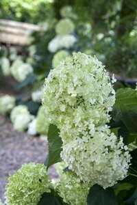 ANNABELLE HYDRANGEA 2GAL - image 1