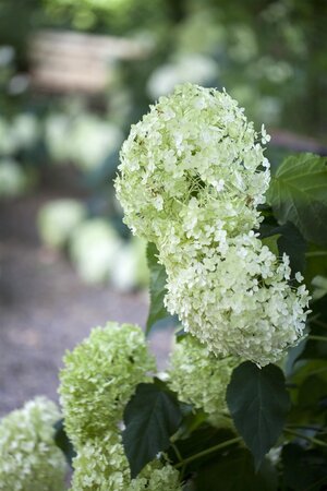 ANNABELLE HYDRANGEA 2GAL - image 3