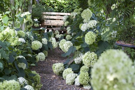 ANNABELLE HYDRANGEA 2GAL - image 2