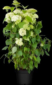 ANNABELLE HYDRANGEA 2GAL - image 4