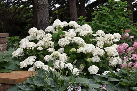 ANNABELLE HYDRANGEA 30CM  - image 1