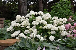 ANNABELLE HYDRANGEA 30CM  - image 1