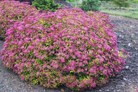 ANTHONY WATERER SPIREA 40 CM - image 1