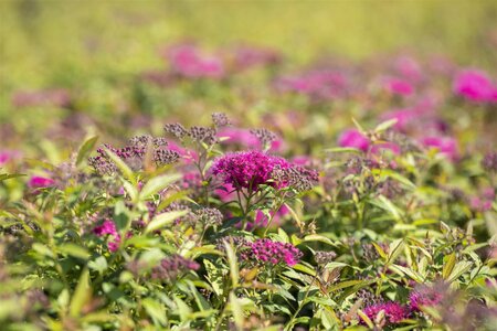 ANTHONY WATERER SPIREA 40 CM - image 3