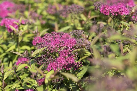 ANTHONY WATERER SPIREA 40 CM - image 4