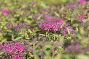 ANTHONY WATERER SPIREA 40 CM - image 5